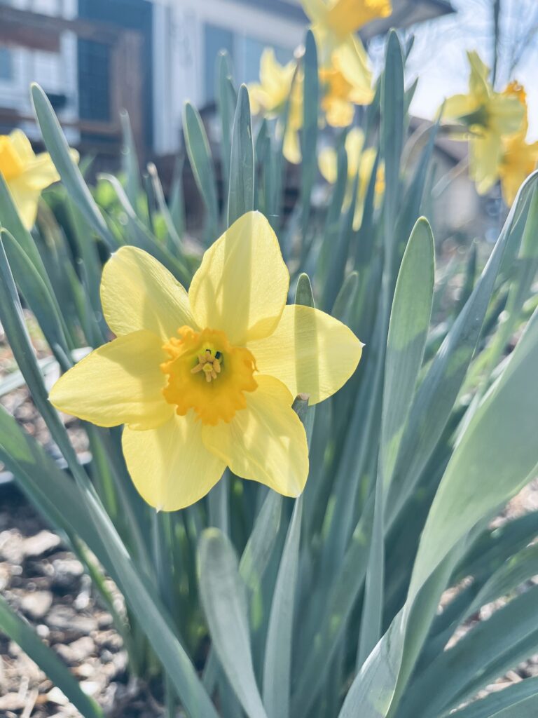 blooming daffodil plant