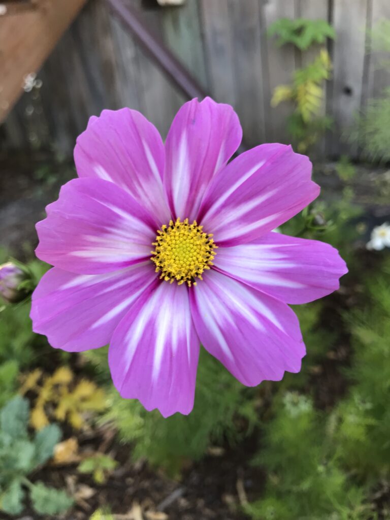 single cosmo flower