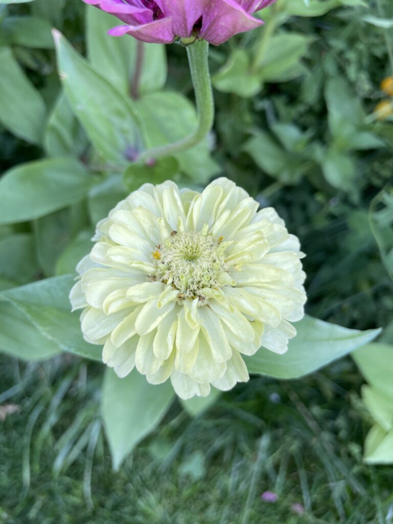 zinnia flower