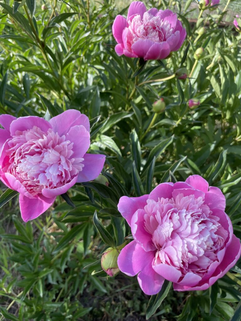 Three blooming peony on a bush