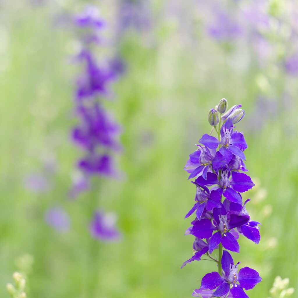 July Birth Flower Larkspur