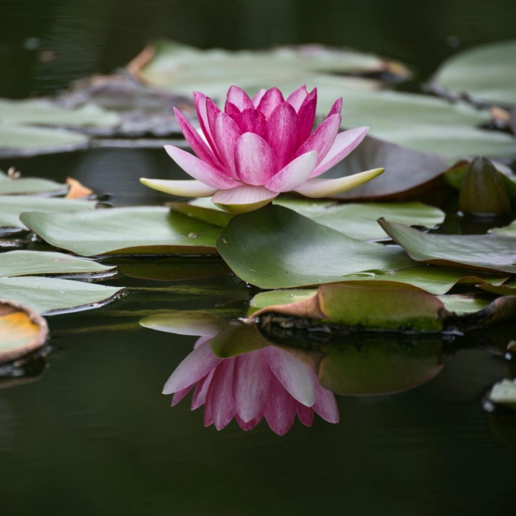 water lily July Birth Flower