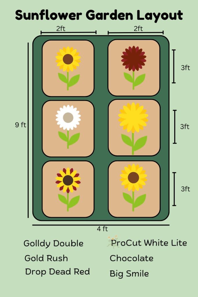 Sunflower garden layout
