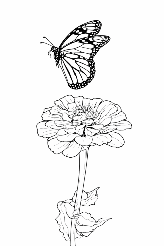 butterfly coloring page flying away from zinnia flower