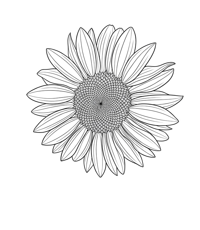 sunflower flower coloring page