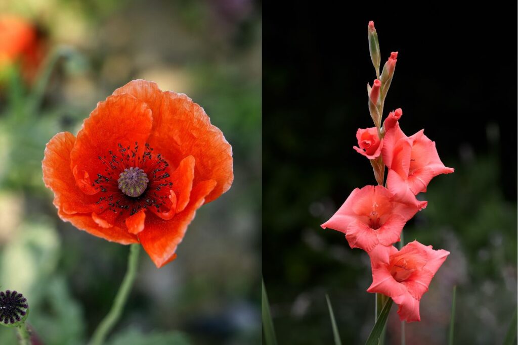 August birth Flower poppies and gladiolus