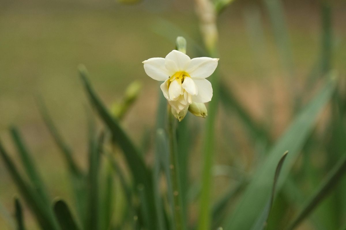 December Birth Flower: Narcissus (Meaning + How to Grow Them)
