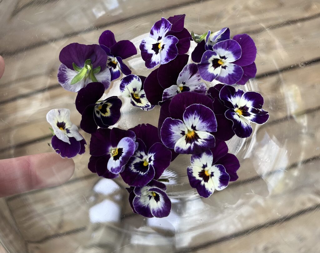 bowl with harvested violets