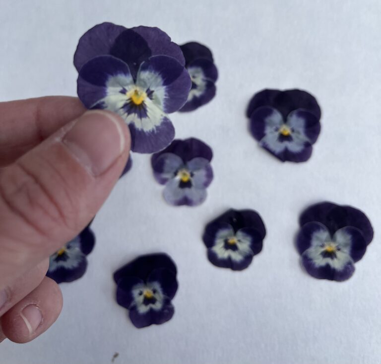 Pressing Pansy Flowers: The Start of All Pressed Flower Crafts