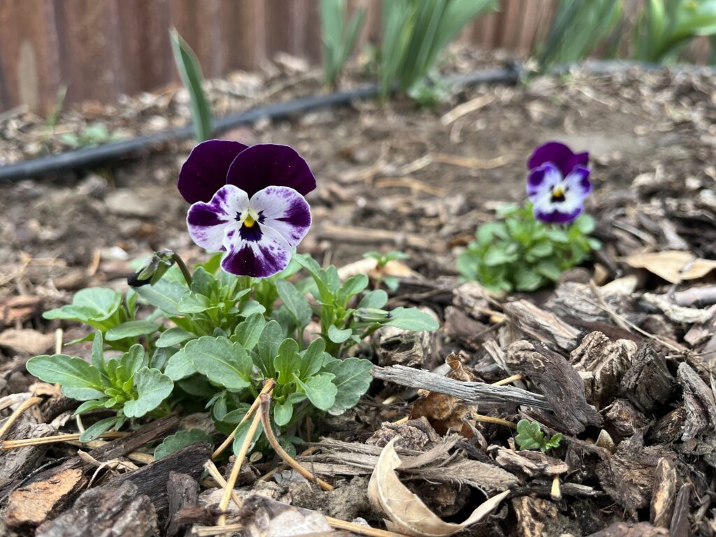 two pansies blooming
