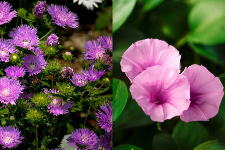 September Birth Flower: Aster & Morning Glory (Meaning + How to Grow Them)