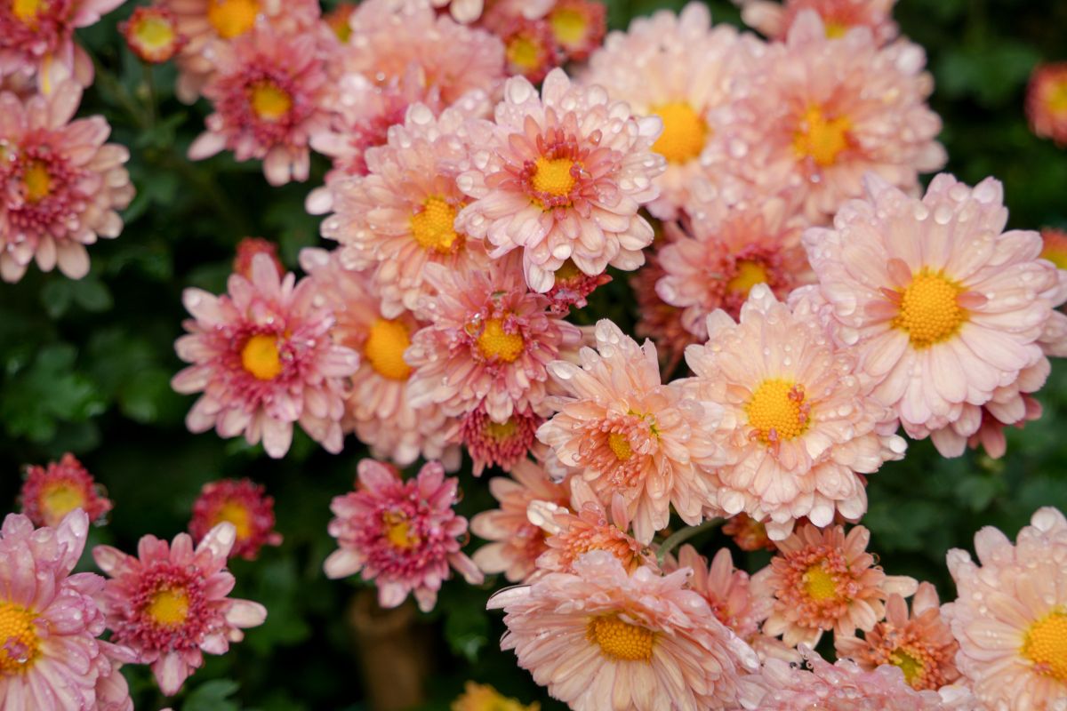 November Birth Flower: Chrysanthemum (Meaning + How to Grow It)