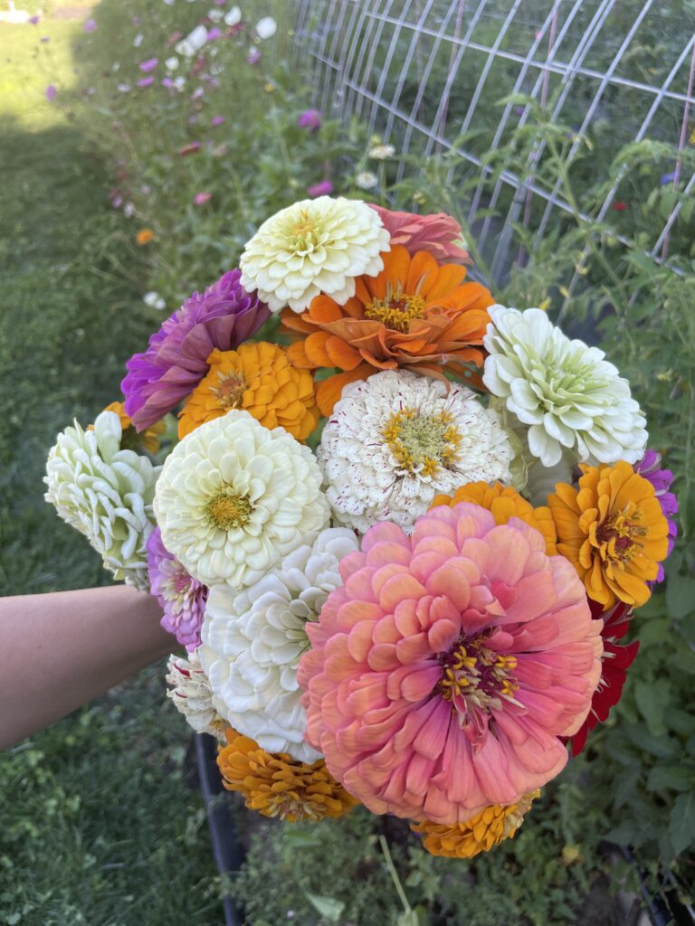 bouquet of zinnia cut flowers