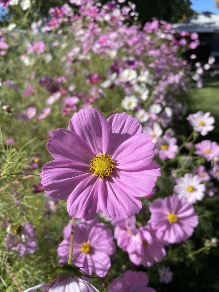 Easy Cut Flower Garden Plan for Beginners