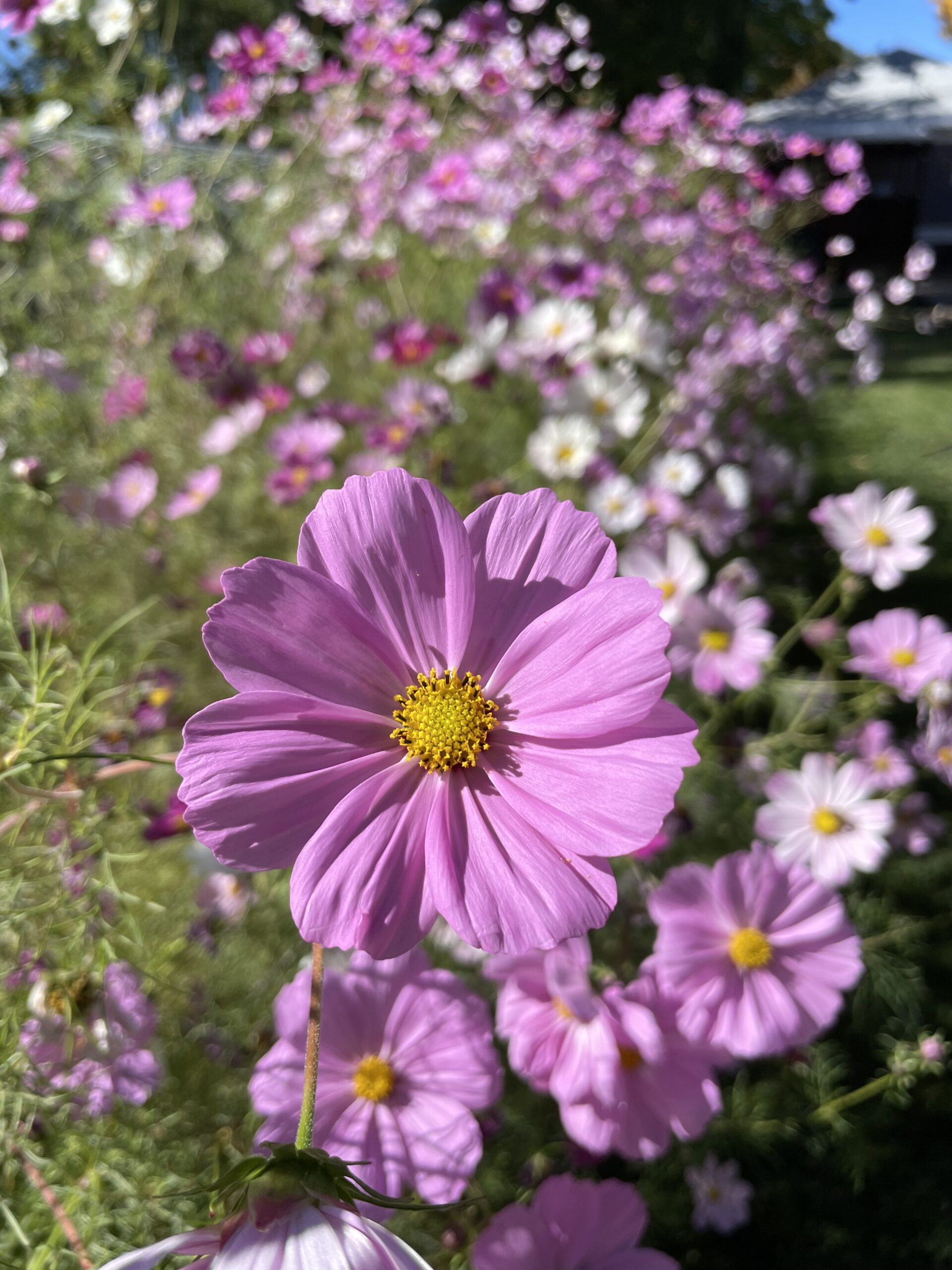 Easy Cut Flower Garden Plan for Beginners